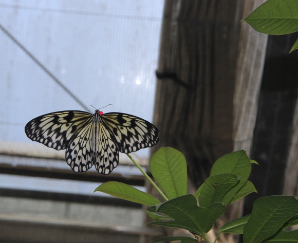 Butterfly pavillion