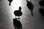 Shadow ducks on ice.